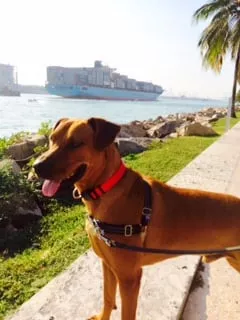 Crown Dog Training, Florida, Miami